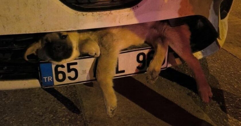 Otomobilin çarptığı köpek tampona sıkıştı: İtfaiye kurtardı – Son Dakika Türkiye Haberleri