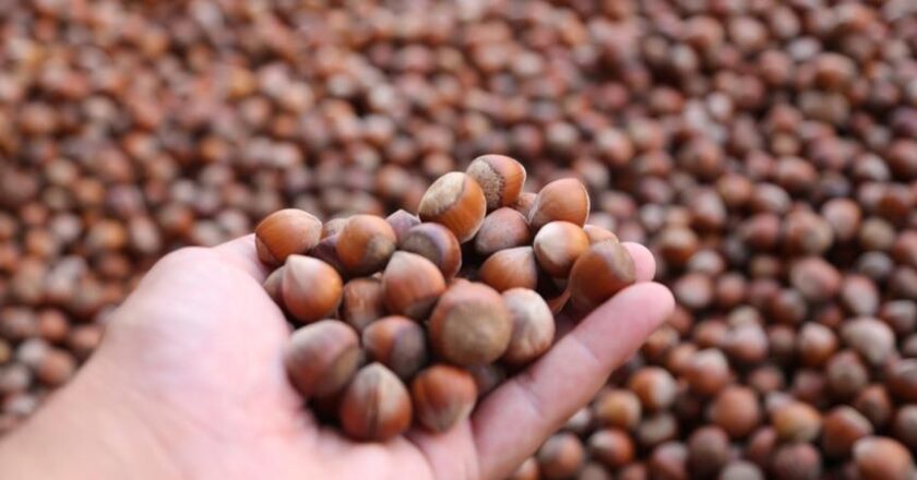 Hazelnut satın alma fiyatları açıklandı