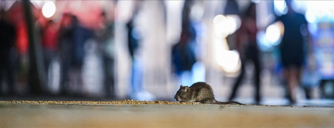 Son dakika | İstanbul'da buna izin verilmeyecek! Sokak köpekleri için yeni dönem 4