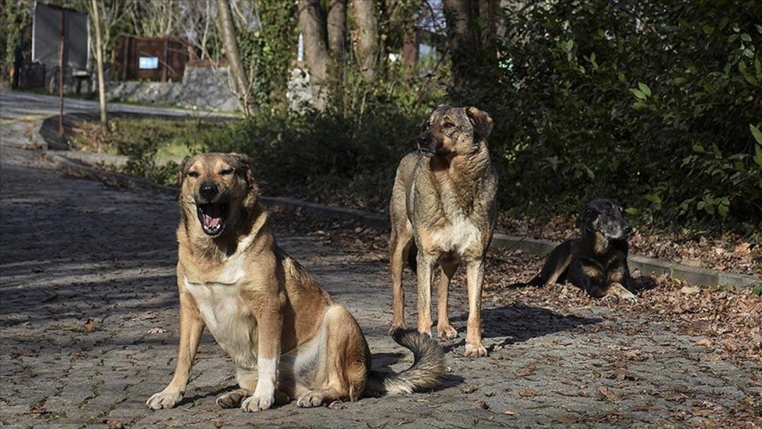 Son dakika | İstanbul'da buna izin verilmeyecek! Sokak köpekleri için yeni dönem 3