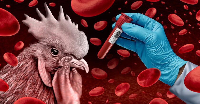 Kuş gribi uyarısı! Riskli bölgelerde kümes hayvanları kapatılacak: “Küresel sorun haline geliyor”