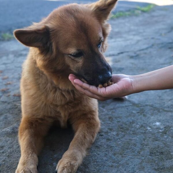 Son dakika | İstanbul’da buna izin verilmeyecek! Sokak köpekleri için yeni dönem
