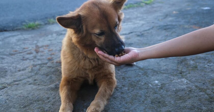 Son dakika | İstanbul’da buna izin verilmeyecek! Sokak köpekleri için yeni dönem