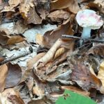 “Yenilebilir denilen mantar zehirli çıkıyor! 6 saat sonra başlayan belirtilere dikkat!”