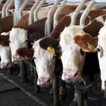 Ekimde İnek Sütü Üretimi Düşüş Göstermiştir