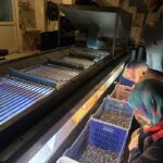 Marketlerde 500 Lira Olan Ürünler Burada 160 Lira: Hasat Dönemi Sona Erdi, Fabrikalarda İşleniyor