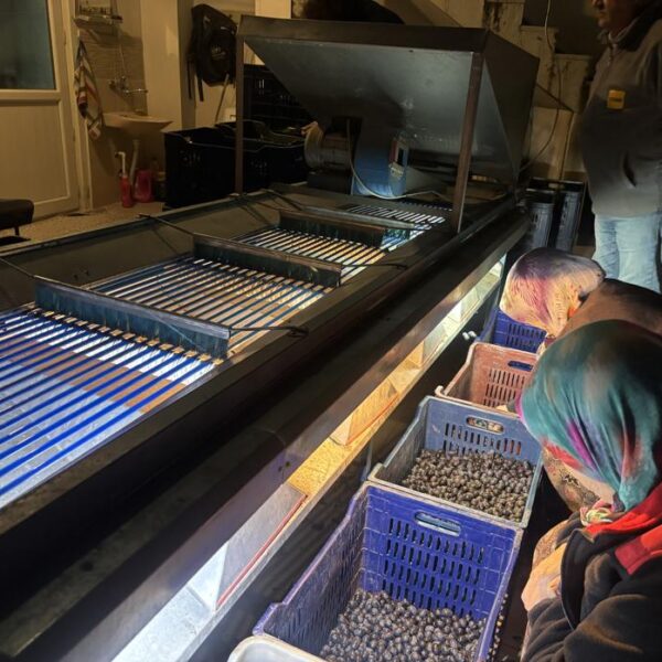 Marketlerde 500 Lira Olan Ürünler Burada 160 Lira: Hasat Dönemi Sona Erdi, Fabrikalarda İşleniyor